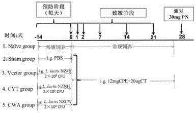 Preparation method and application of recombinant lactococcus lactis capable of displaying peanut allergen on surface