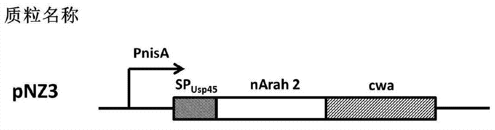 Preparation method and application of recombinant lactococcus lactis capable of displaying peanut allergen on surface