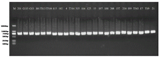 A kind of primer, method and kit for detecting hbv telbivudine resistance mutation