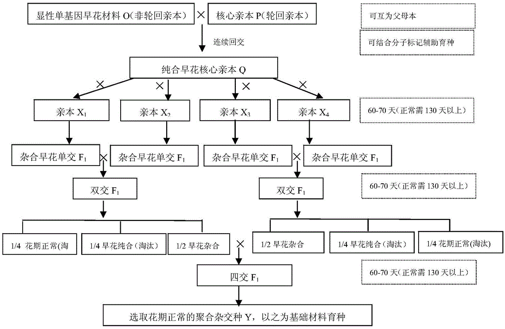 Method using dominant single gene early blossoming material to carry out tobacco rapid pyramid breeding