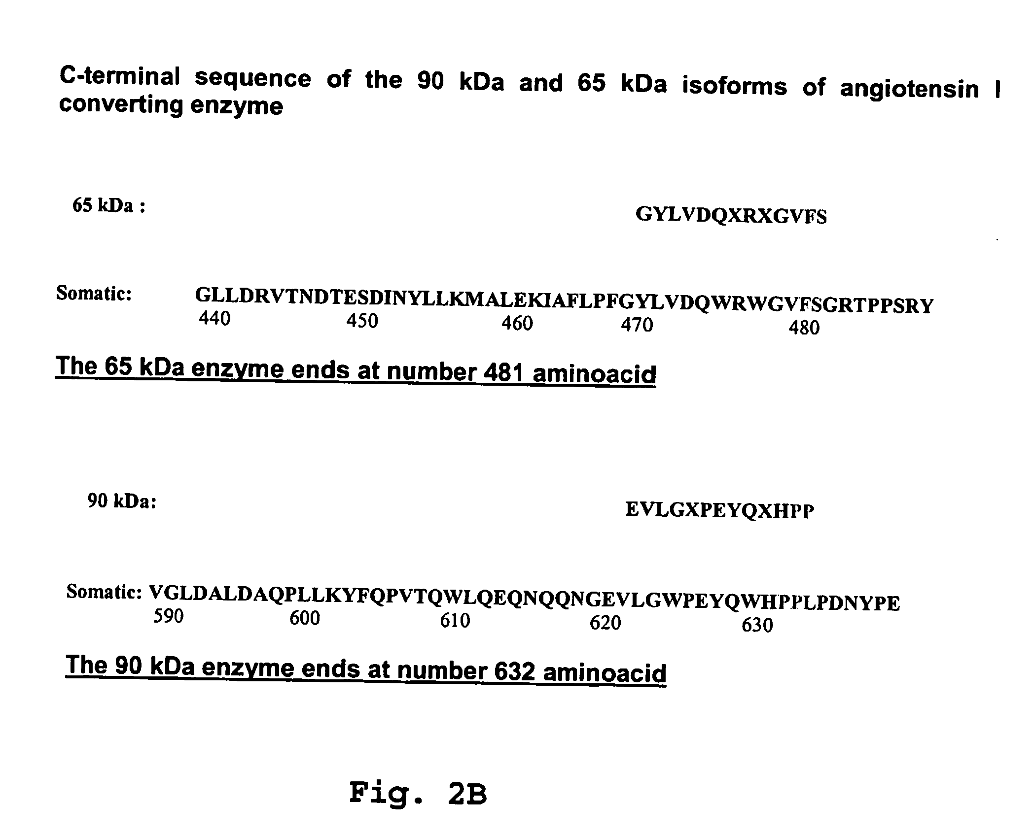 Method of identification and quantification of proteins, isoforms of the angiotensin i converting enzyme