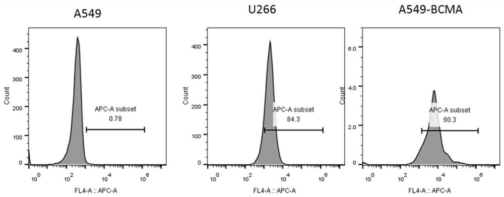 A chimeric antigen receptor targeting bcma and its application