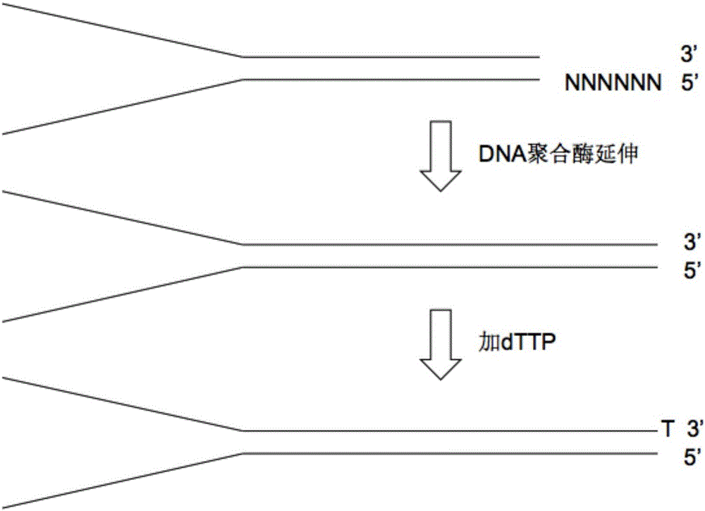 Preparation method of molecular tag