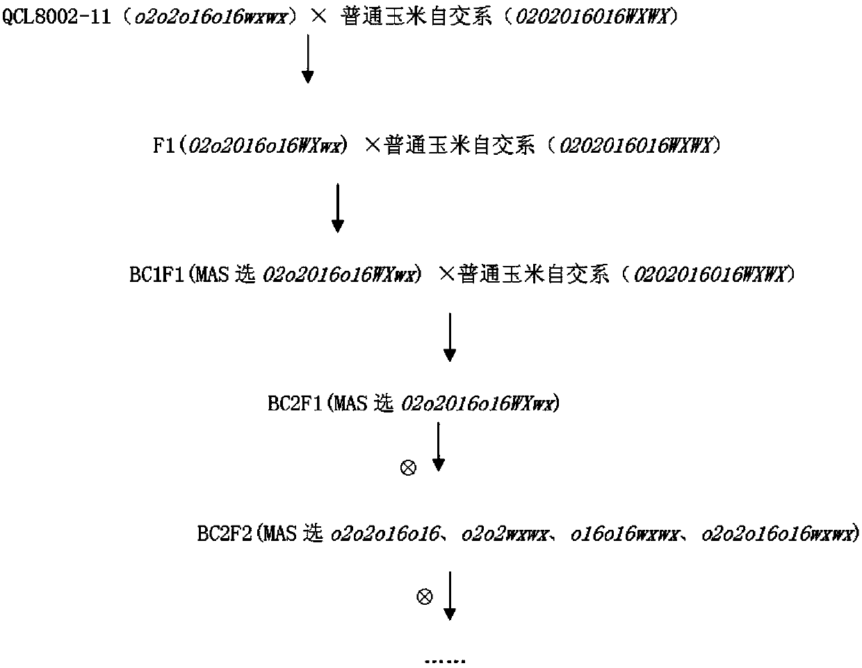 Method for quality breeding with maize o2, o16 and wx three-gene pyramided material