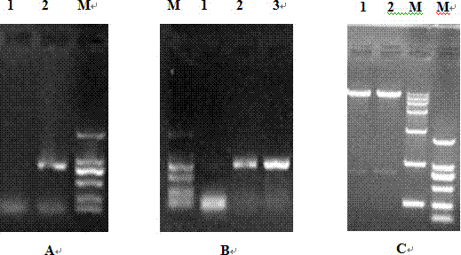 Safflower MYB (v-myb myeloblastosis viral oncogene homolog (avian)) gene and application thereof