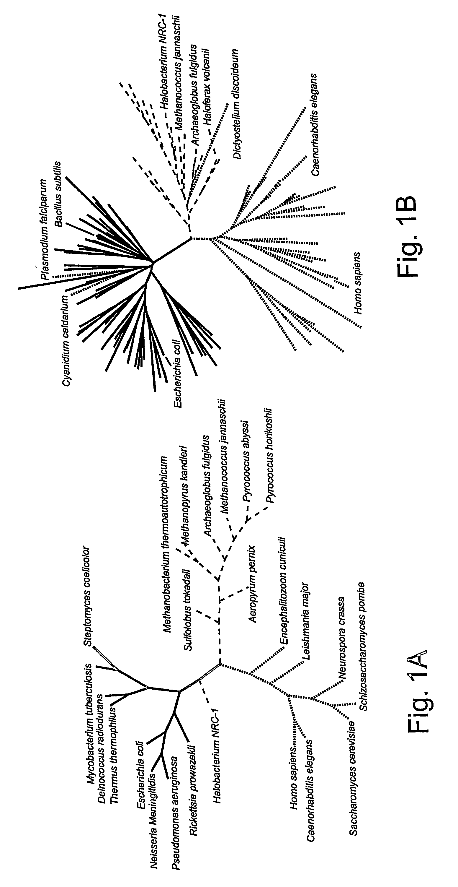 Compositions of orthogonal leucyl-trna and aminoacyl-trna synthetase pairs and uses thereof