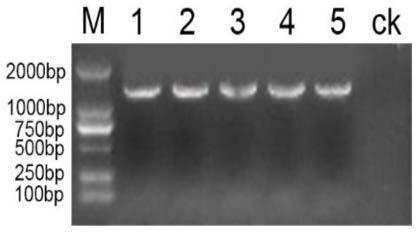 C. praecox CpUFO gene as well as coded protein and application thereof
