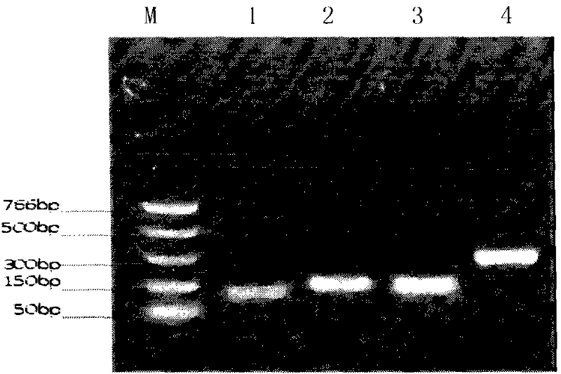 Open-source method for screening zinc finger proteins targeted combined with target sites of human DYRK1A gene