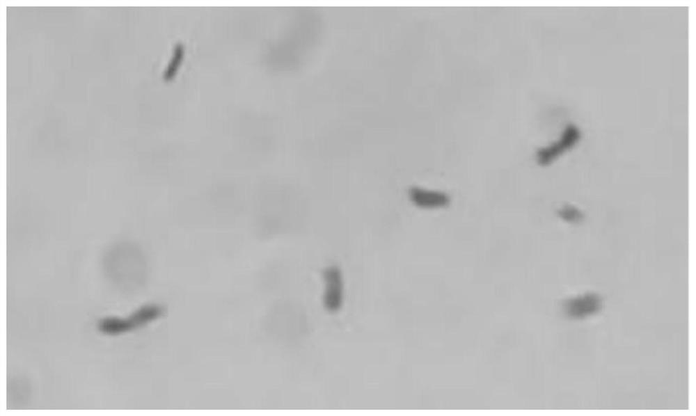 Microbacterium XL1 and application thereof in producing Levan fructan