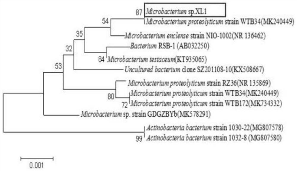 Microbacterium XL1 and application thereof in producing Levan fructan