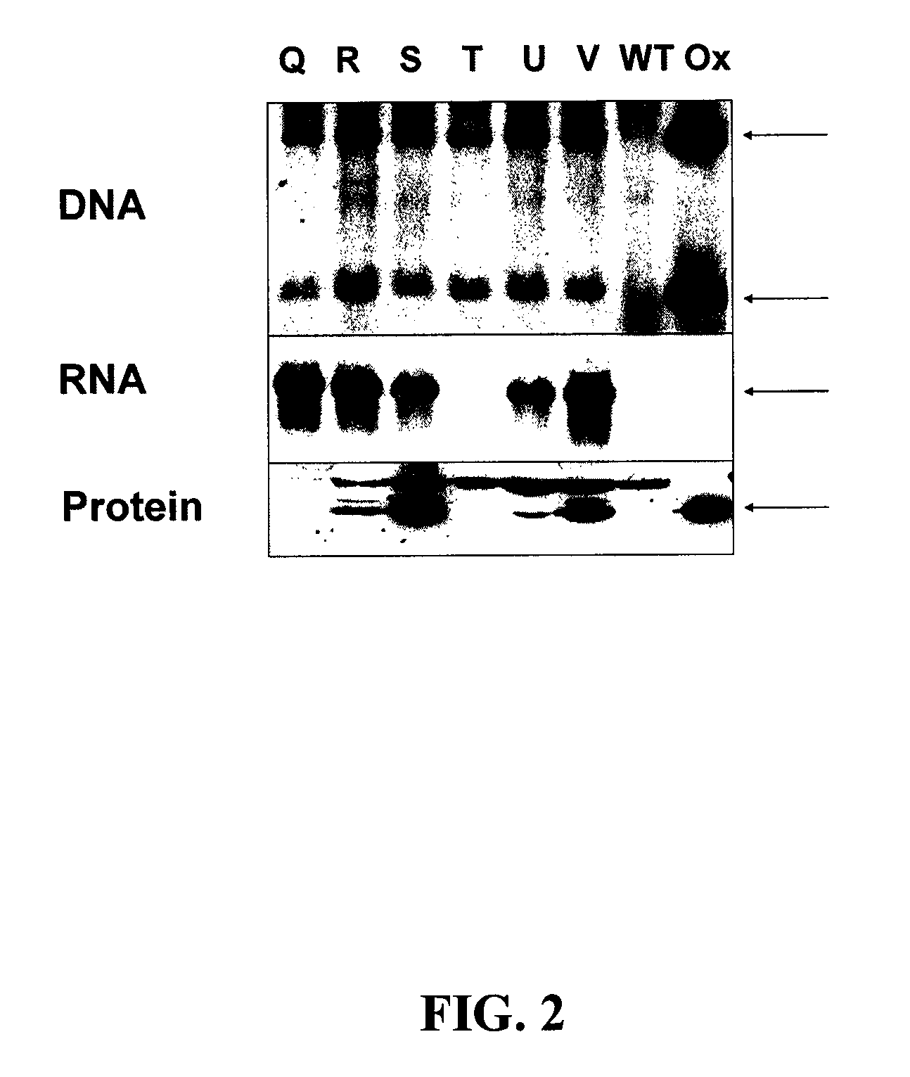 Modified DMO enzyme and methods of its use