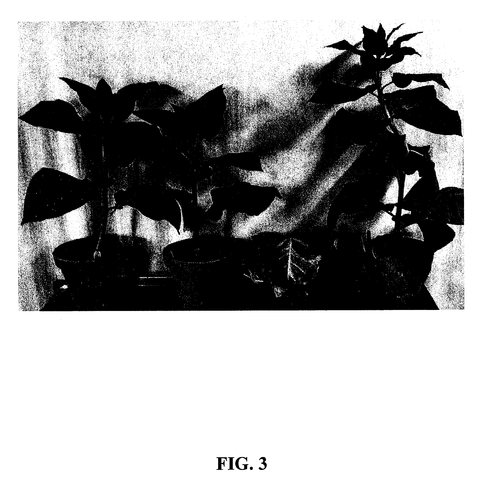 Modified DMO enzyme and methods of its use