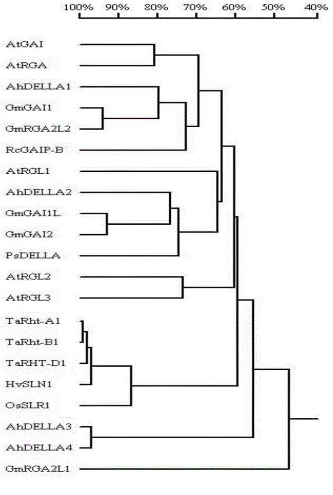DELLA gene families of peanut as well as encoding genes and applications of DELLA gene families