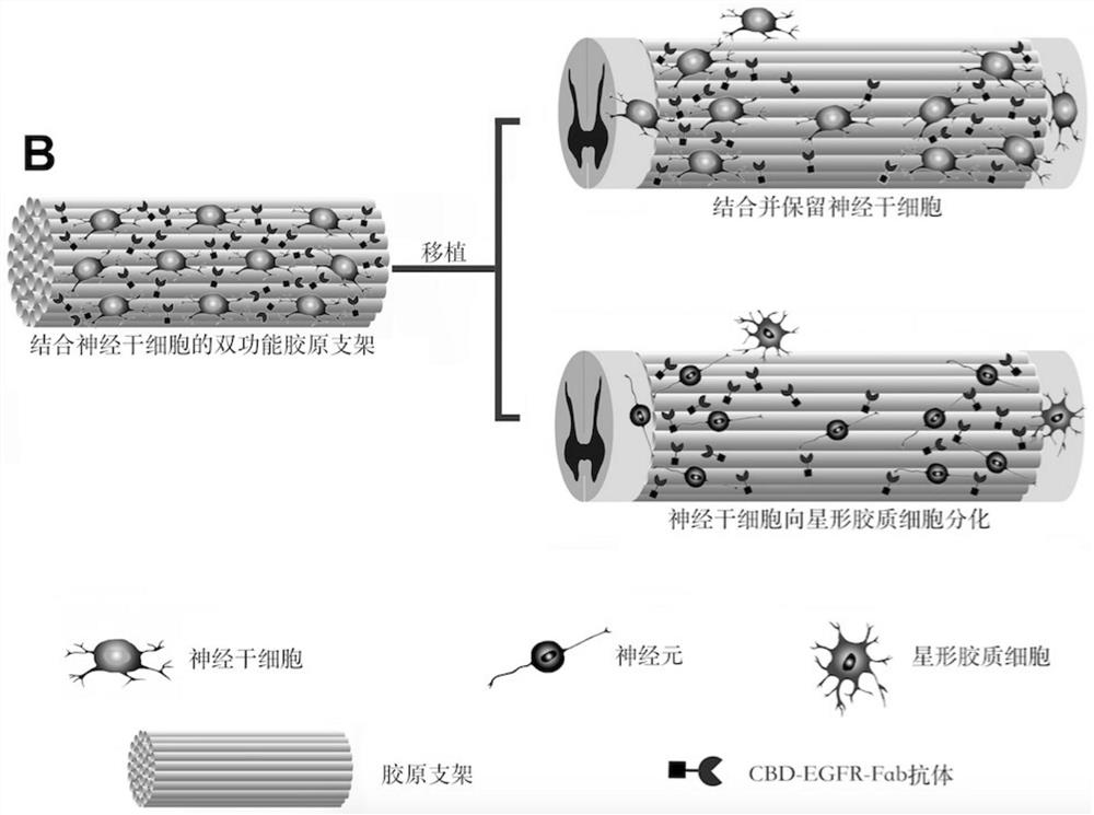 Bifunctional collagen scaffold material, its preparation method and its application in spinal cord injury repair