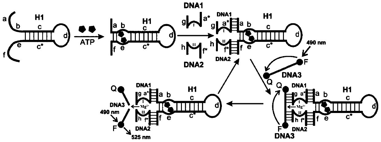 A detection kit based on nucleic acid aptamer