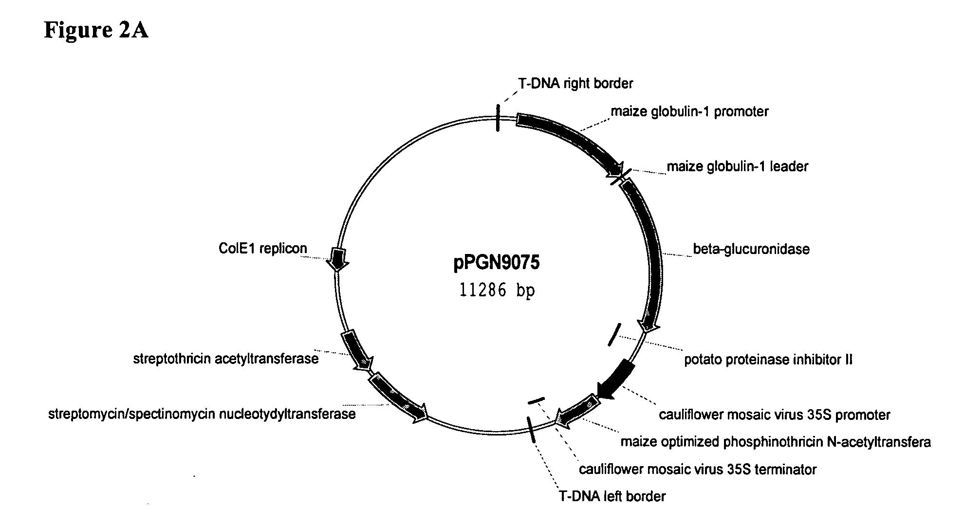 Globulin-1 regulatory region and method of using same