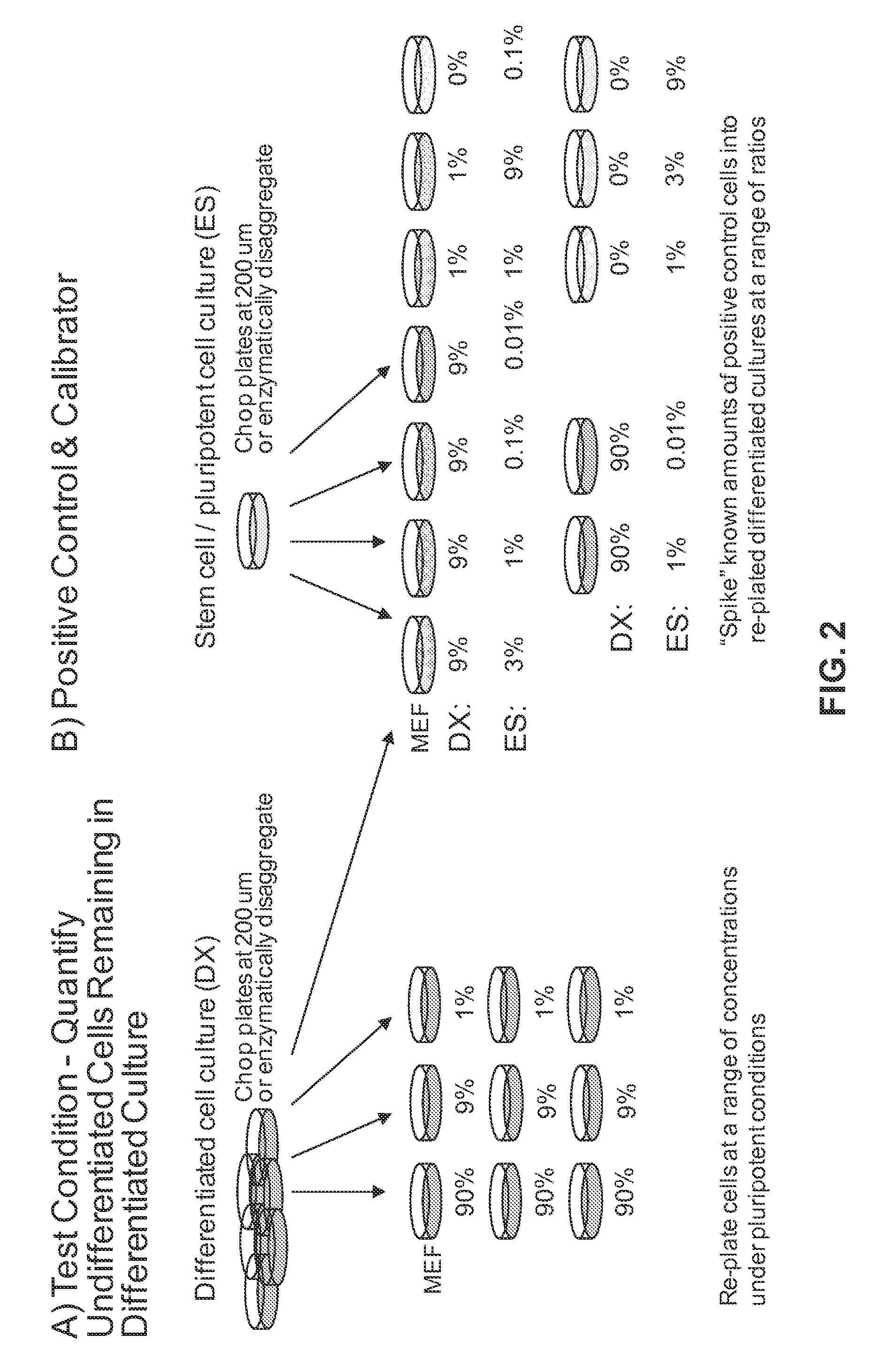 Agents and methods for inhibiting human pluripotent stem cell growth