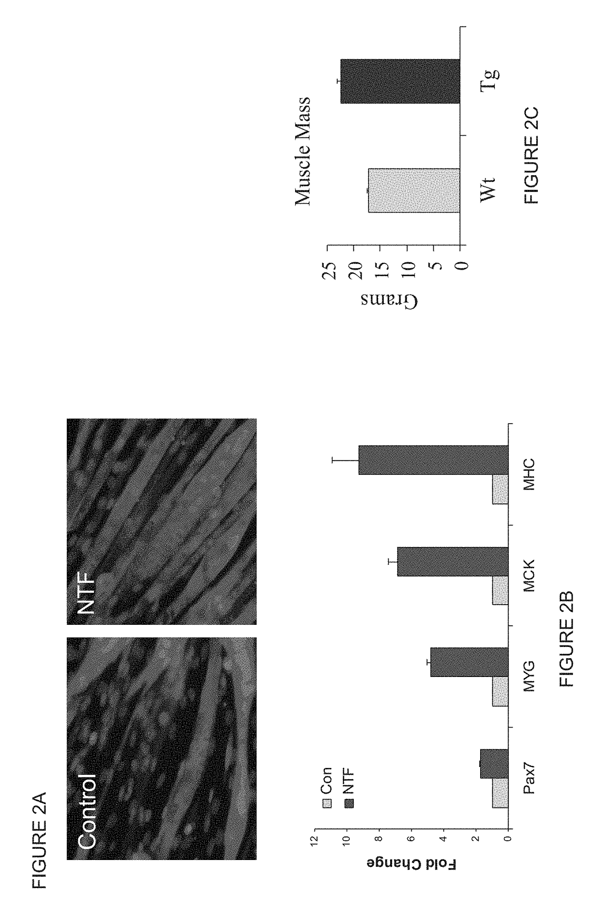 Modulation of muscle and adipocyte distribution and fate