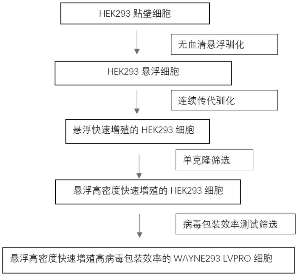 WAYNE293 LVPRO cell adapted to serum-free culture medium environment and application of WAYNE293 LVPRO cell
