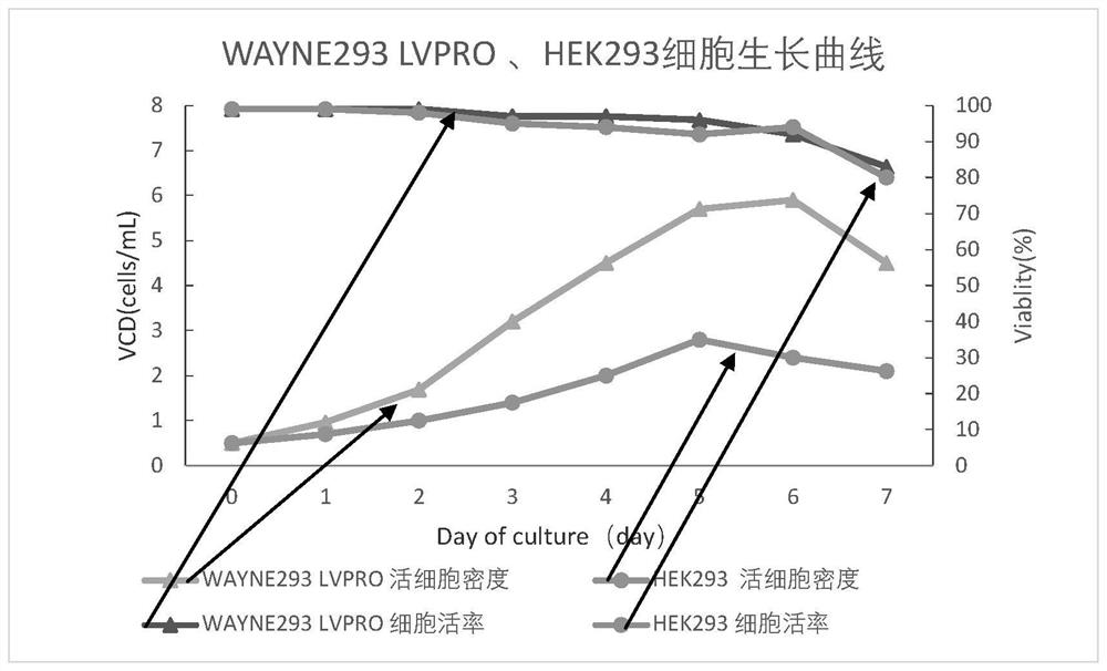 WAYNE293 LVPRO cell adapted to serum-free culture medium environment and application of WAYNE293 LVPRO cell