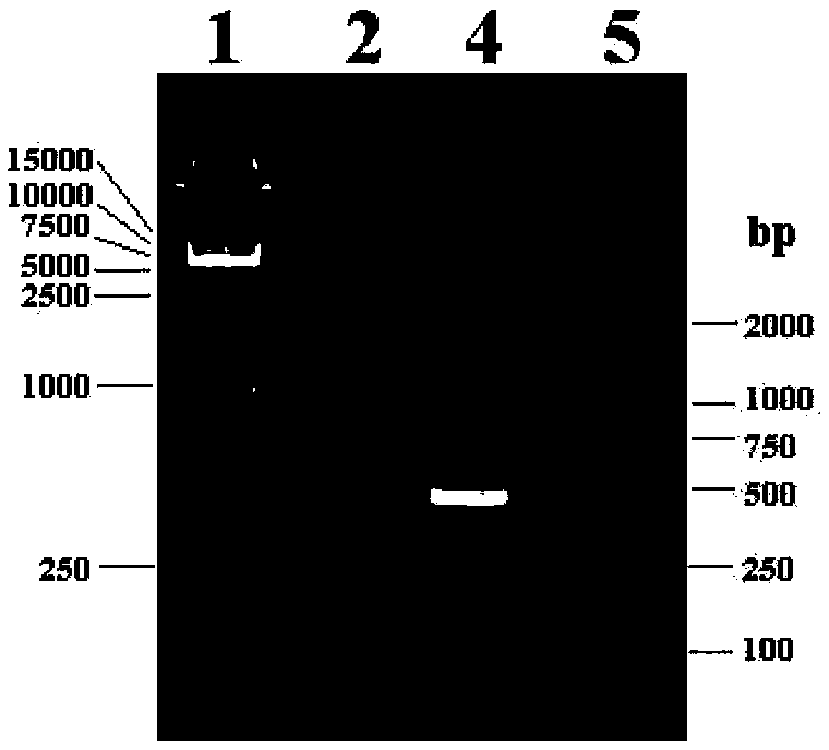 Preparation method of Cathelicidins antimicrobial peptides of chicken