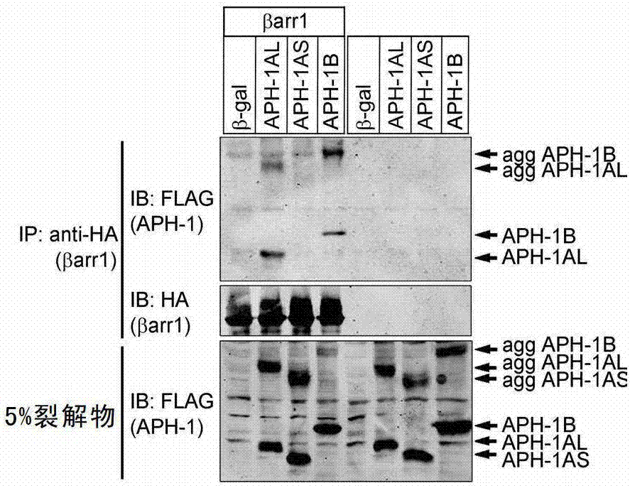 Application of the substance reducing the combination of β-arrestin 1 and aph-1 protein in the preparation of drugs for preventing and treating neurodegenerative diseases