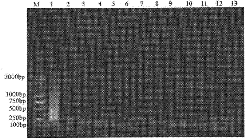 Riemerella anatipestifer LAMP detection kit and its detection method