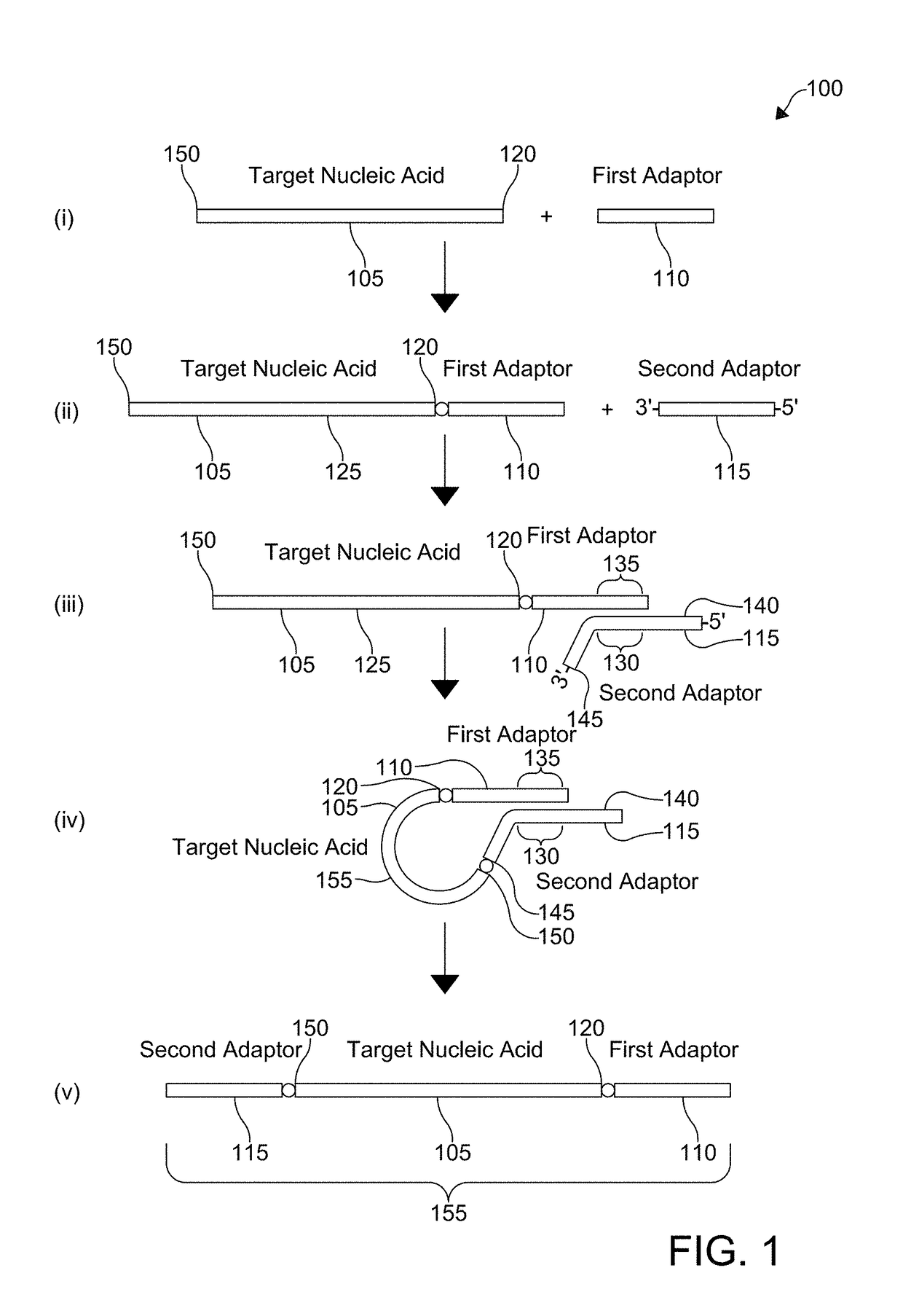 Coupling adaptors to a target nucleic acid