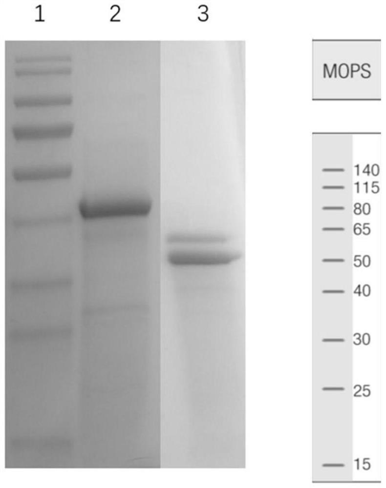 Fructosamine desaccharase carrier, transgenic cell line and genetically engineered bacterium for expressing fructosamine desaccharase, and application of fructosamine desaccharase