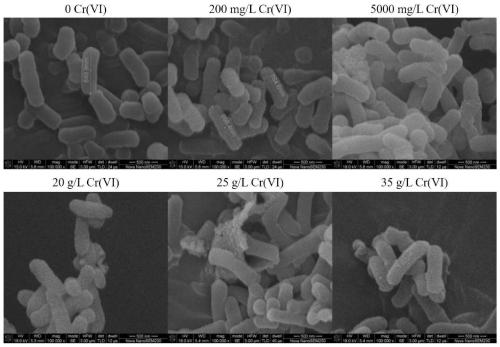 Leucobacter chromiireducens and application thereof in reducing hexavalent chromium