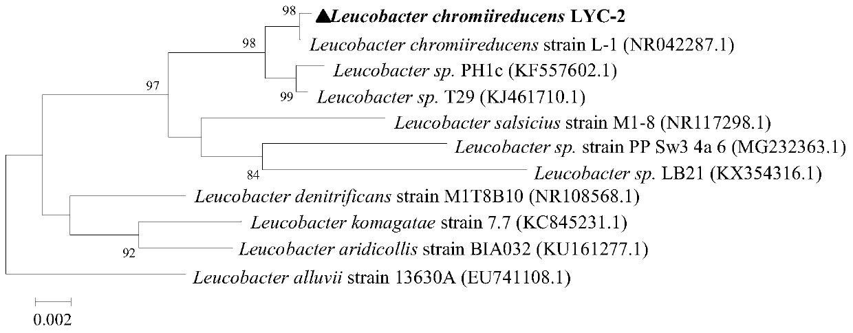 Leucobacter chromiireducens and application thereof in reducing hexavalent chromium