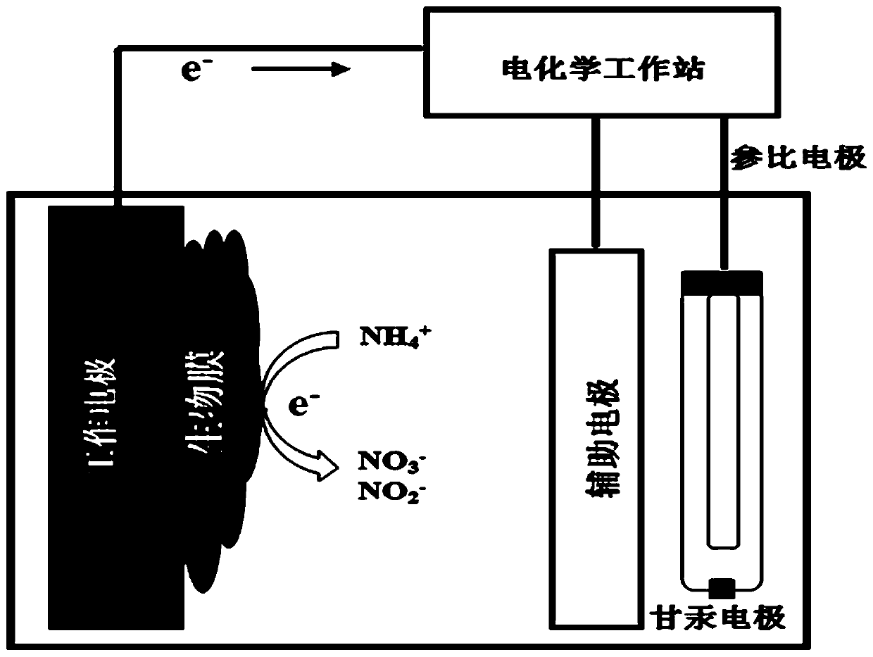 A kind of electrochemical enrichment culture method of anammox biofilm