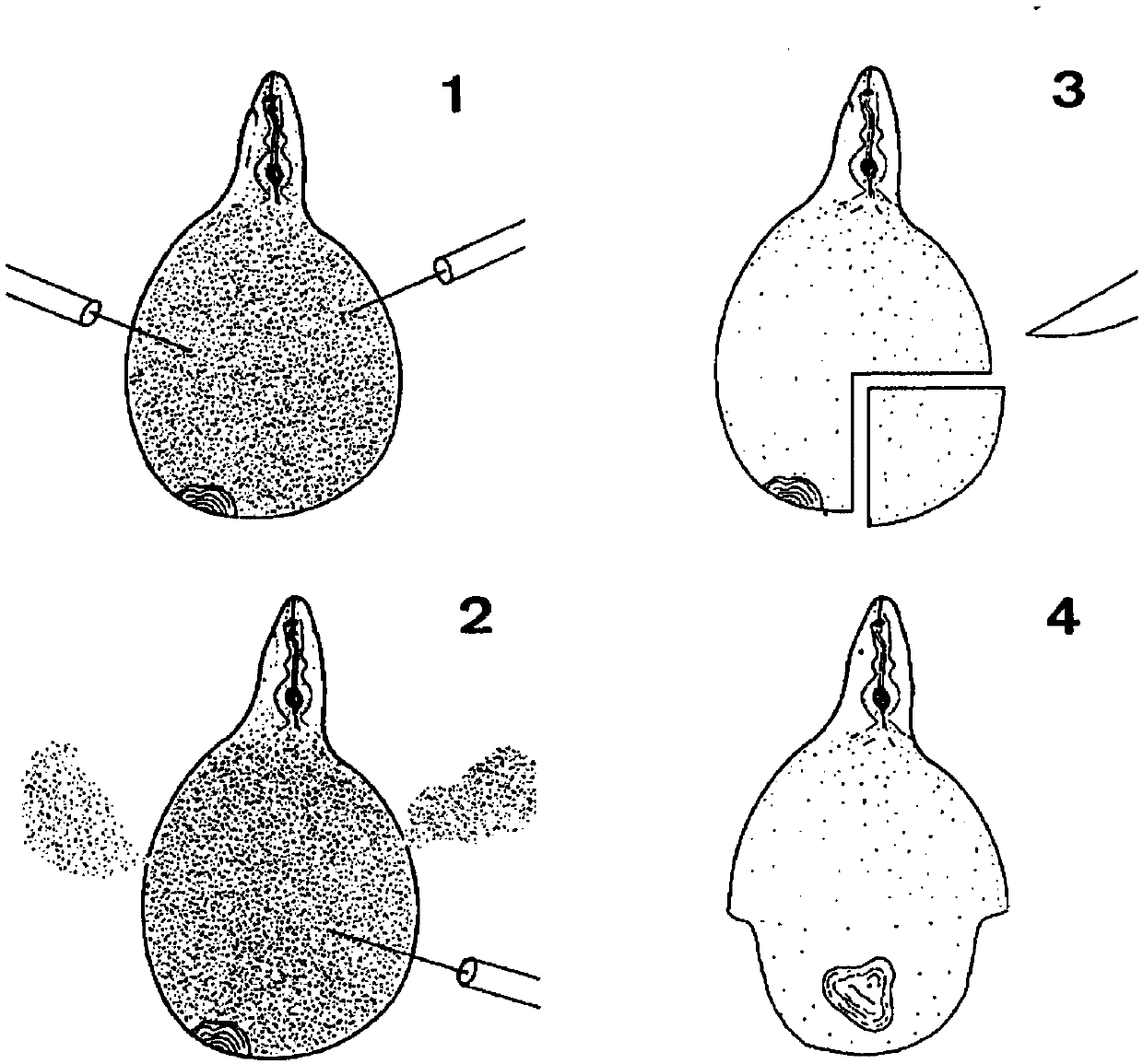 Rapid producing method for perineal pattern of root-knot nematode