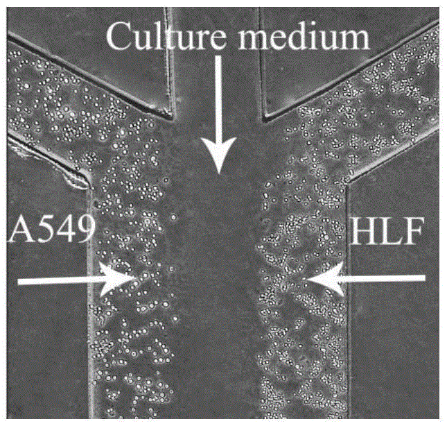 Cell non-contact culture method based on micro-fluidic chip