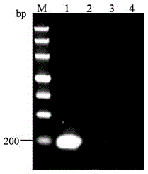 QPCR (quantitative polymerase chain reaction) primer for detecting NS2 genes of rice stripe viruses