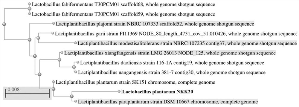 Lactobacillus plantarum and application thereof