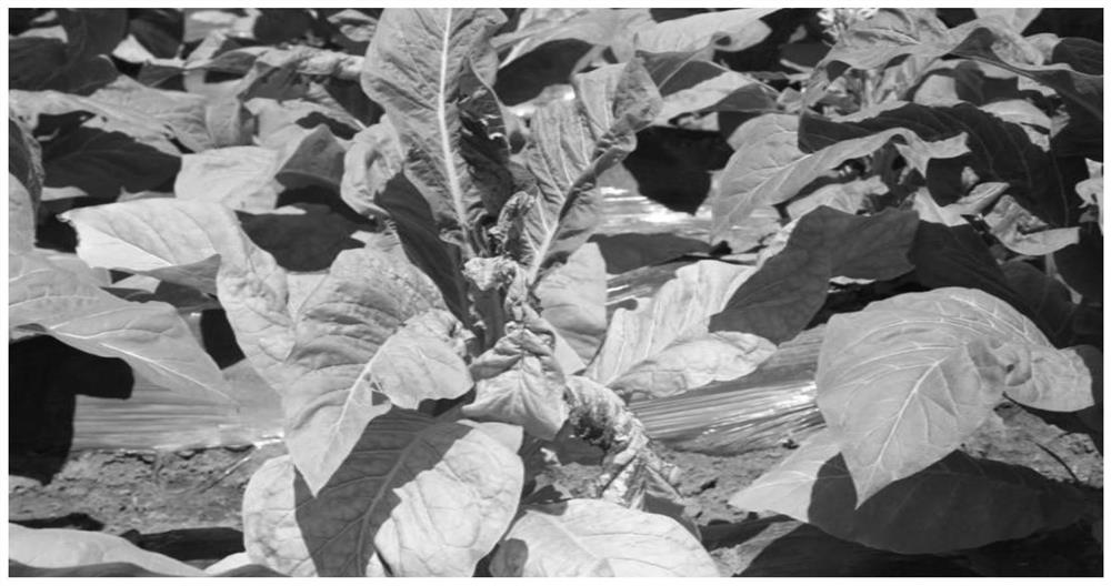 Method for reducing morbidity of tomato spotted wilt of tobacco by using green control technology
