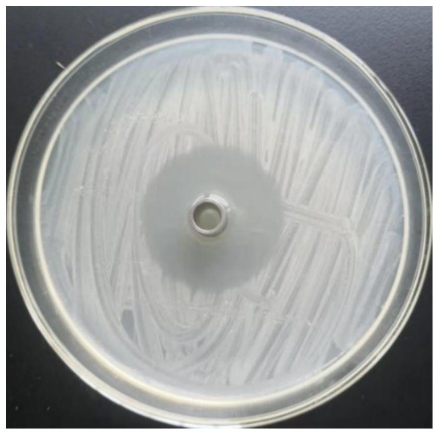 Active strain for inhibiting drug-resistant food-borne pathogenic bacteria and application thereof