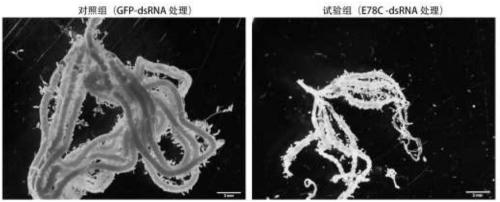 Molting hormone regulatory factor E78-C gene cDNA of cotton bollworm and application thereof