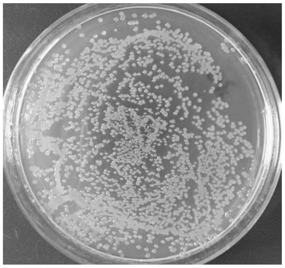 A kind of method for making microbial fertilizer with coal gangue as raw material