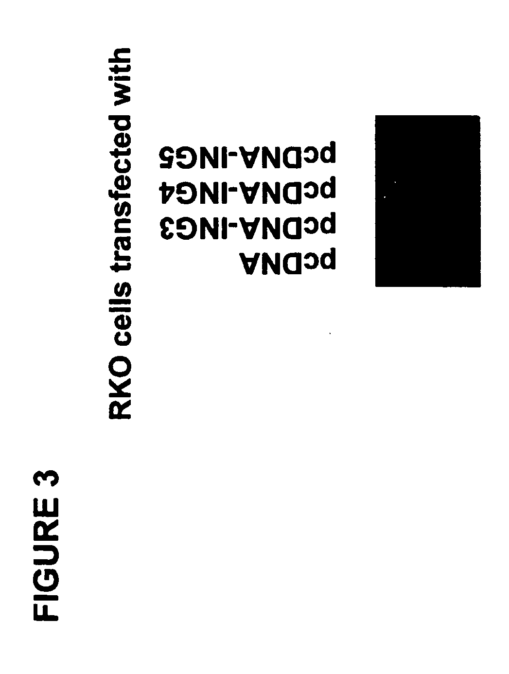 Tumor suppressor gene, p28ing5