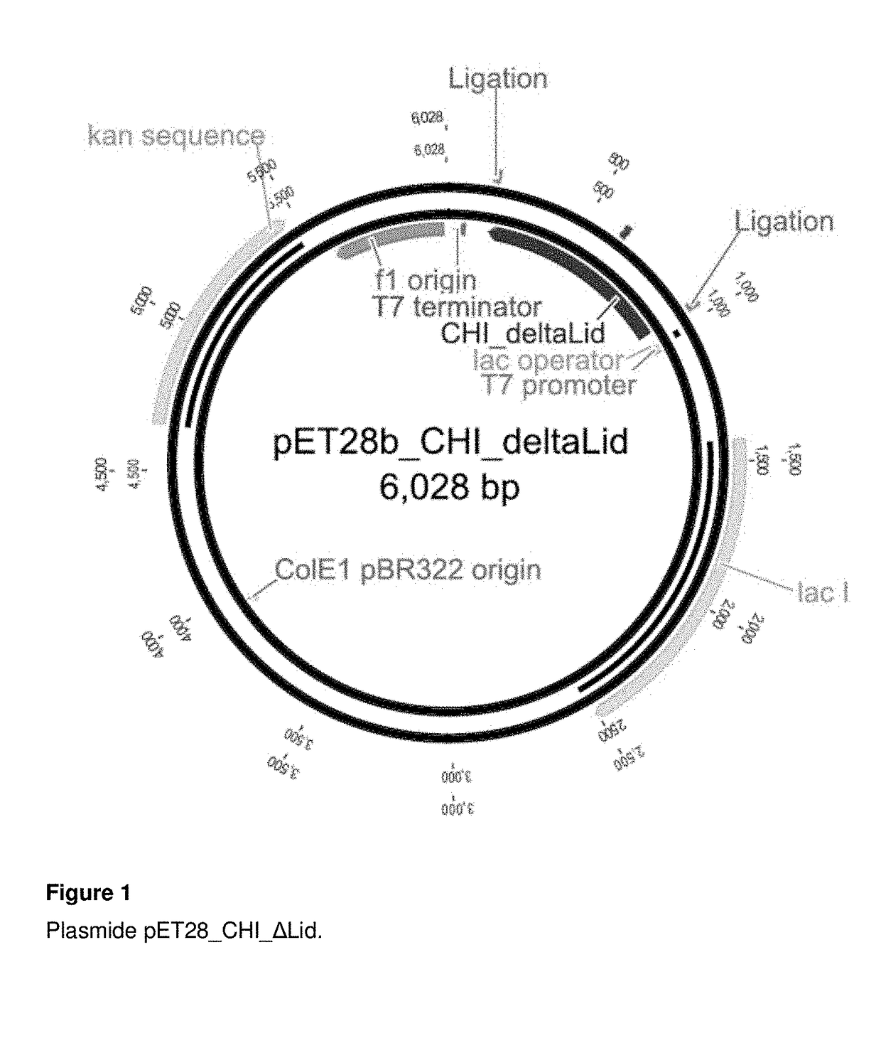 Method for the biotechnological production of flavone glycoside dihydrochalcones