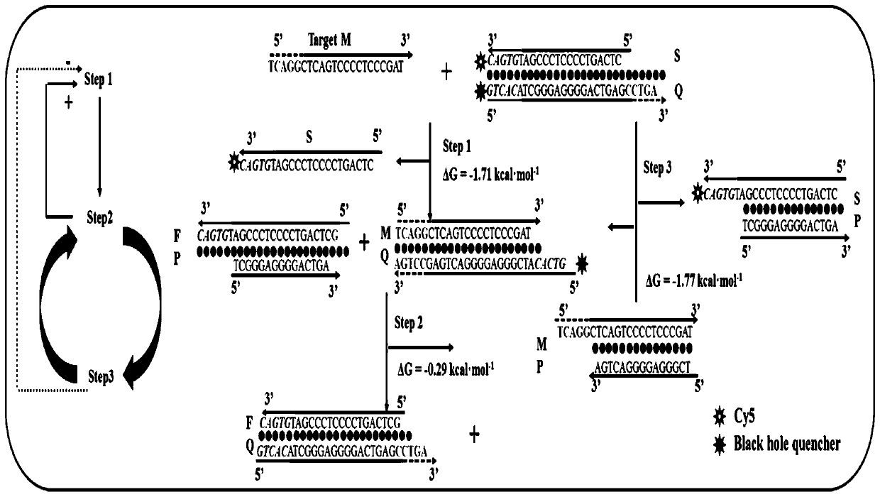 MiRNA (micro ribonucleic acid) probe primary screening method and system based on chain replacement reactions