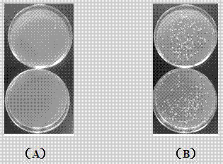 Antifreeze polypeptide prepared by utilizing acid protease to carry out hydrolysis on fish-derived collagens