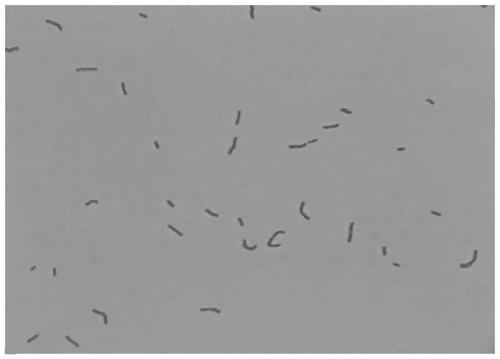 A kind of Acetobacter pasteurian with excellent heat resistance and application thereof