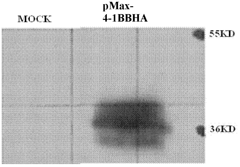 Pig 4-1BB receptor, gene for encoding pig 4-1BB receptor and application thereof