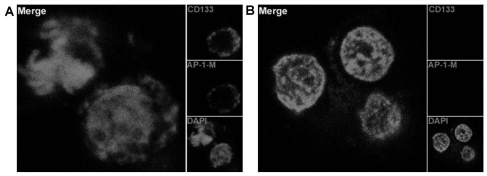 A nucleic acid aptamer targeting CD133 protein and its screening method and use