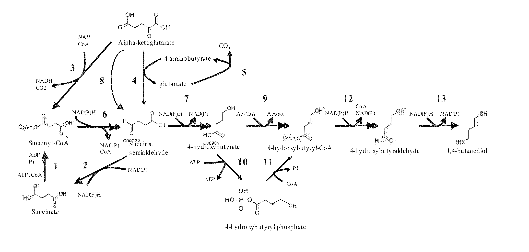 Microorganisms for the production of 1,4-butanediol, 4-hydroxybutanal, 4-hydroxybutyryl-coa, putrescine and related compounds, and methods related thereto