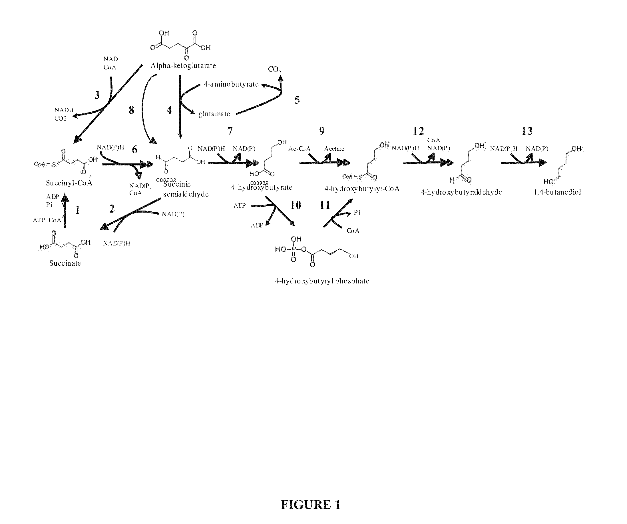 Microorganisms for the production of 1,4-butanediol, 4-hydroxybutanal, 4-hydroxybutyryl-coa, putrescine and related compounds, and methods related thereto