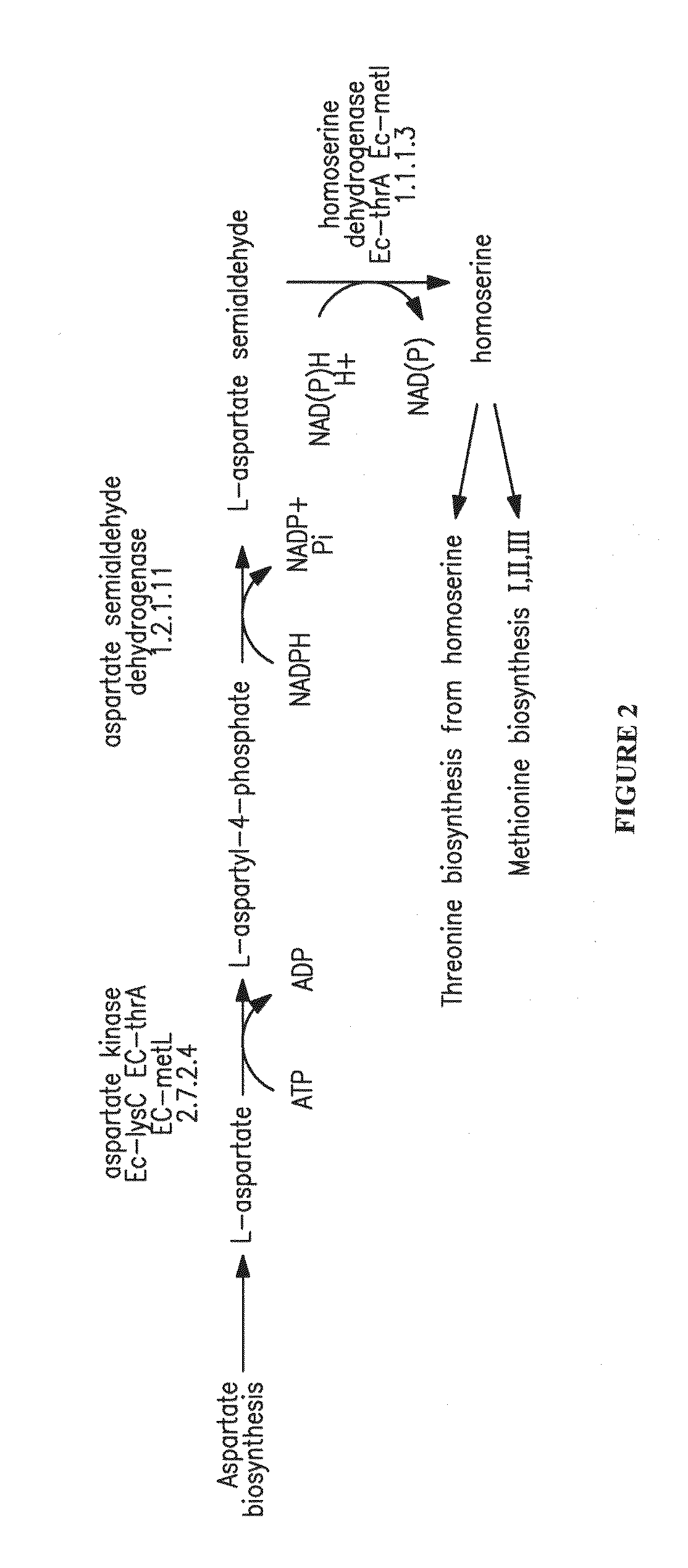 Microorganisms for the production of 1,4-butanediol, 4-hydroxybutanal, 4-hydroxybutyryl-coa, putrescine and related compounds, and methods related thereto